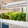 Full-spectrum LED grow light and fresh herbs in a hydroponic growing tray