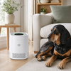 Air purifier in a pet-friendly living room with a coonhound